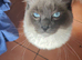 Pure ragdoll