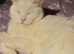 House cat