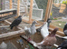 Racing pigeon