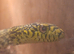 Stinking godess aka king ratsnake available