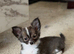 Female chihuahua