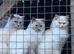 Ragdolls, blue points and Russian blues for rehoming