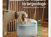 Petlibro capsule dog fountain no filters