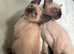 Pure Siamese (GCCF can be available)