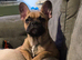 9 month old Frenchie Girl