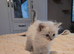Gorgeous chunky ragdoll kittens