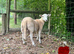 Easycare ram lambs