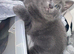 Pure grey tabby Kittens