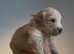 Mesmerizing golden doodle baby's