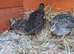 Jumbo and normal Coturnix/Japanese