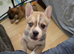 2 boy frenchie pomski unusual marking beautiful open to offer