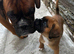 Champion breed boxer puppies