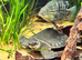 Mountain Grunter For Sale!