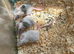 Fancy Mice Babies 4 for &pound;20