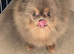 KC reg Pastel Lilac and tan female pomeranian