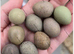 Cpq button quail eggs Chinese Painted hatching eggs