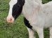 Gorgeous 12.2hh Black cob mare and coloured filly foal at foot