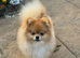 Pomeranian puppies