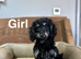Daxiepoo black and black tan girls and boys ready now