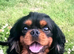 7 cavalier King Charles puppy’s