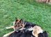 *Proven* Solid Black (Long Coat) German Shepherd