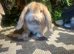 2 harlequin mini lops ready to go