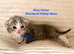 Really pretty pedigree Siberian Kittens