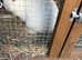 Dwaft rabbit