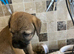 K.C. Reg border terriers