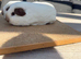 Pure bred California young sow guinea pigs