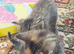 5 lovely kittens for sale