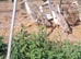 Indian runner females