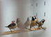 Hack finches