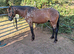 Beautiful project to mould into the perfect pony