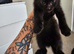 READY TO LEAVE!! Bengal mixed kittens