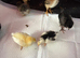 Chicks