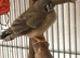 ZEBRA FINCH MALE