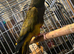 Tame Pantagonion conure