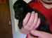 5 cockapoo's 3 girls 1 boy LEFT