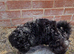 Minature F1B toy poochon