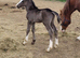 Sec c yearling colt