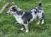 Jack Russell Stud