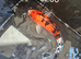 Koi fish