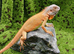 Lemon Red Juvenile Green Iguana