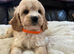 Cavachon x toy poodle puppies