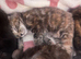 5 beautiful half Maine coon female kittens