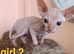 Beautiful sphynx kittens for sale