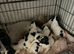 Springerxcooker spaniels