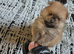 Teddy bear tiny pomeranian boy