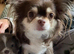Beautiful long haired puppies for sale